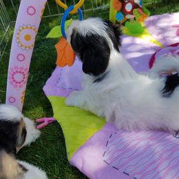 Coton de Tulear Puppies from Columbia Gorge Cotons