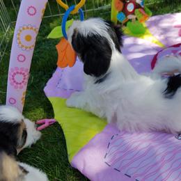 Coton de Tulear Puppies from Columbia Gorge Cotons