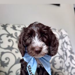 Australian Labradoodle Puppies from Kismet Labradoodles