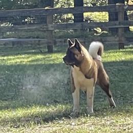 Spartacus - Akita