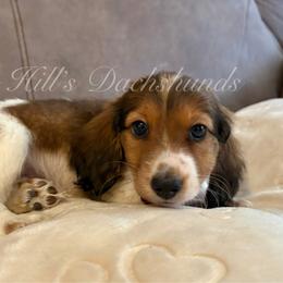 Leo - Piebald male Dachshund puppy in Jonesboro, Illinois from Twin Hills Dachshunds