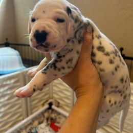 Dale, Jr. - White and black male Dalmatian puppy in Conroe, Texas from Saint Rocco's Dalmatians