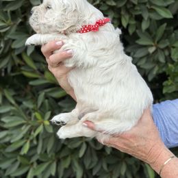 Golden Retriever Puppies from Sanctuary Ranch Goldens
