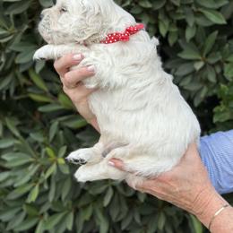 Golden Retriever Puppies from Sanctuary Ranch Goldens
