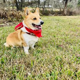 Tucker - Pembroke Welsh Corgi