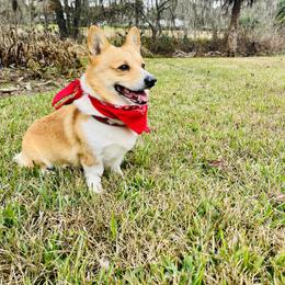 Tucker - Pembroke Welsh Corgi