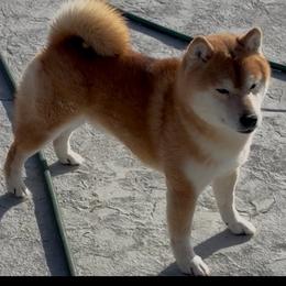 Abbey - Red female Shiba Inu puppy in Nampa, Idaho from Hillsdale Shibas