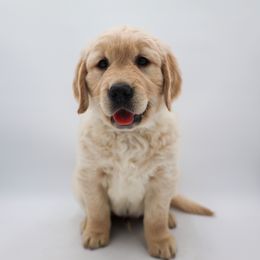 Golden Retriever Puppies from Wild Hearts Goldens