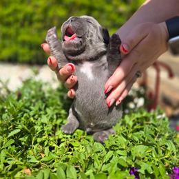 French Bulldog Puppies from Zoomie Time Frenchies