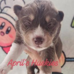 Red collar boy - Red and white male Siberian Husky puppy in Terre Haute, Indiana from April's Huskies