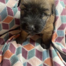 Clementine - Wheaten female Soft Coated Wheaten Terrier puppy in Nokomis, Illinois from Windhill Wheatens