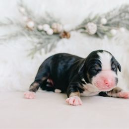 Midnight - Black tri-color male Aussiedoodle puppy in Spanish Fork, Utah from K Brand Doodles