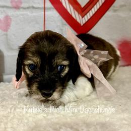 Girl two - Brindle female Dachshund puppy in Lakeland, Florida from Ruthie’s Rich Mini Dachshunds
