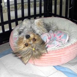 Kiki - Yorkshire Terrier