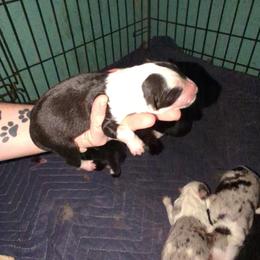 Australian Shepherd and Great Dane Puppies from AEW Farm