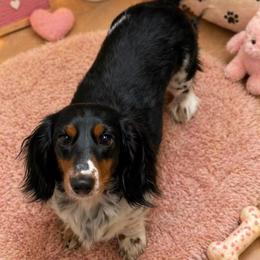 Stevie Lynn - Dachshund
