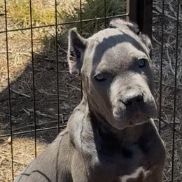 Cane Corso Puppies from Giosci Cane Corso