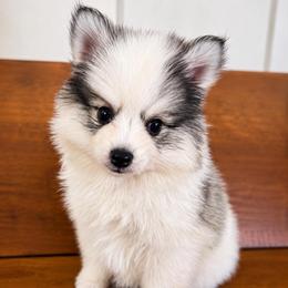 Colt - Gray and white male Pomsky puppy in La Verne, California from Red Cedar Pomskies