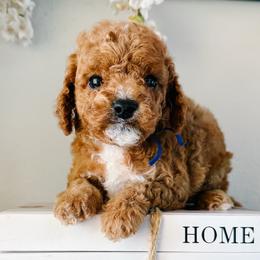 Sirloin - Red male Cavapoo puppy in San Antonio, Texas from Cariad Doodles