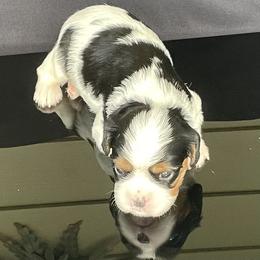 Cavalier King Charles Spaniel Puppies from Misty Meadow Cavaliers