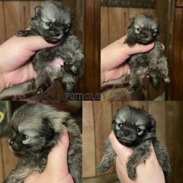 Cinnamon - Orange female Pomeranian puppy in El Paso, Texas from Texas quality pomeranians