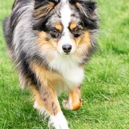 Toy Australian Shepherd puppies from Tater Tails Toy Aussies