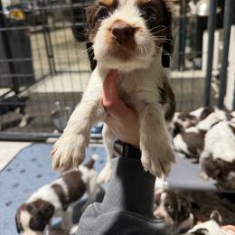 Clover - Liver white and tan female English Springer Spaniel puppy in Ogilvie, Minnesota from V.V. Berg Kennels