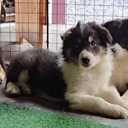 Boy - Tri-color male Border Collie puppy in Pennsylvania from Winter Creek Border Collies