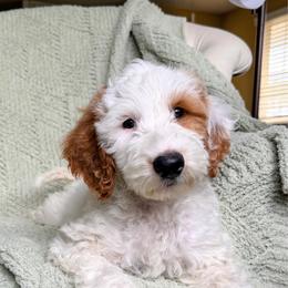 Colin - Parti male Goldendoodle puppy in Barstow, California from Golden Desert Doodles