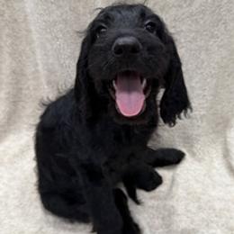 Girl 2 - female Labradoodle puppy in Ukiah, California from LG Labradoodles