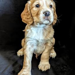 Working homes only. These are NOT suitable for pets or as companions - Golden male English Cocker Spaniel puppy in Phillips, Nebraska from Fenloch Gundogs