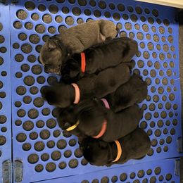 Third pick Female - Black female Cane Corso puppy in Homestead, Florida from Sabal Palm Cane Corso