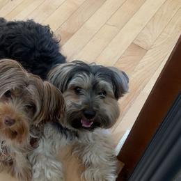 Yorkshire Terriers from Carrie Buonocore