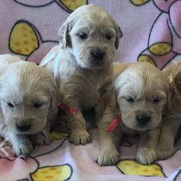 Golden Retriever Puppies from High Sierra Goldens