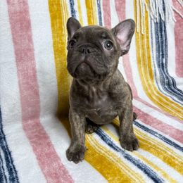 French Bulldog Puppies from South Texas Frenchies
