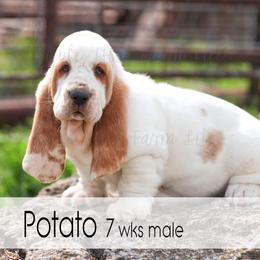 Potato - Red and white male Basset Hound puppy in Jefferson City, Missouri from Triple Hill Farm