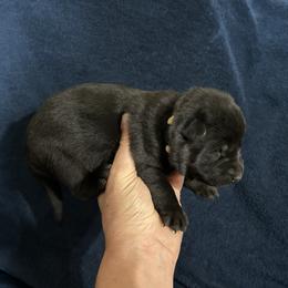 June - Sable female German Shepherd puppy in Milan, Illinois from Stonewick German Shepherds