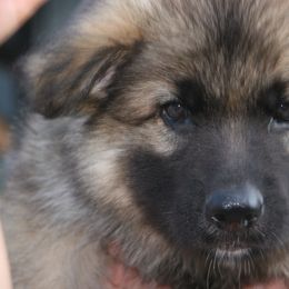 Shiloh Shepherd Puppies from Solace Shilohs