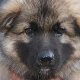 Shiloh Shepherd Puppies from Solace Shilohs