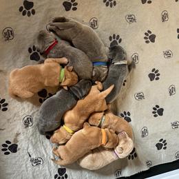 Blue Collar - Silver male Dilute Retriever puppy in Douglass, Kansas from JP Kennels, LLC