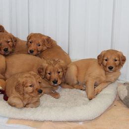 Golden Retriever Puppies from Saturday Night Golden Retrievers
