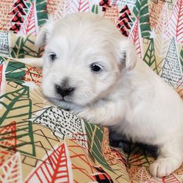Rudolph - Cream male Maltipoo puppy in Cabool, Missouri from Long View Family Maltipoos
