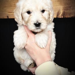 Pearl- white collar female - Cream female Goldendoodle puppy in Silsbee, Texas from Barkley Lane Doodles LLC