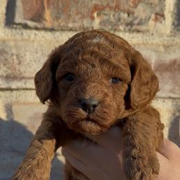 Rocky (brown collar) - Red male Cavapoo puppy in Redding, California from Lipscomb Doodles