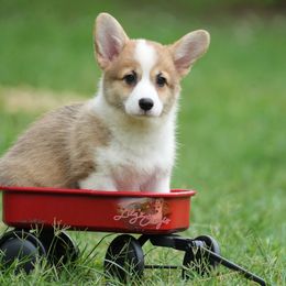 Black Collar - Red Pembroke Welsh Corgi puppy in Terrell, Texas from Lily's Pembroke Welsh Corgis