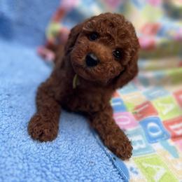 Poodle Puppies from Sakura Poodles