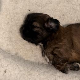 Zara - Red female Shih Tzu puppy in Riverside, California from AKC Shih Tzu of California