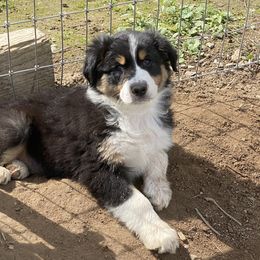 Australian Shepherd Puppies from Diamond Hill Australian Shepherds