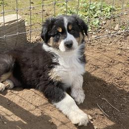 Australian Shepherd Puppies from Diamond Hill Australian Shepherds