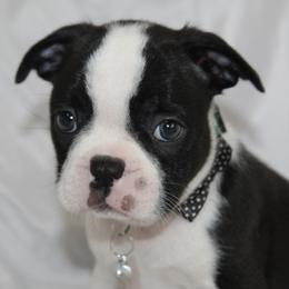 Fabulous Fifi - Black brindle and white female Boston Terrier puppy in Brooksville, Florida from Delamorés Pups